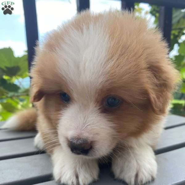Milo, Australian Shepherd Puppy